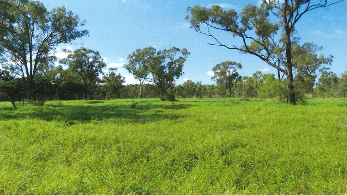 Pastures include introduced species including buffel, urochloa and wynn cassia as well as seca, verano and omega stylos. Picture - supplied