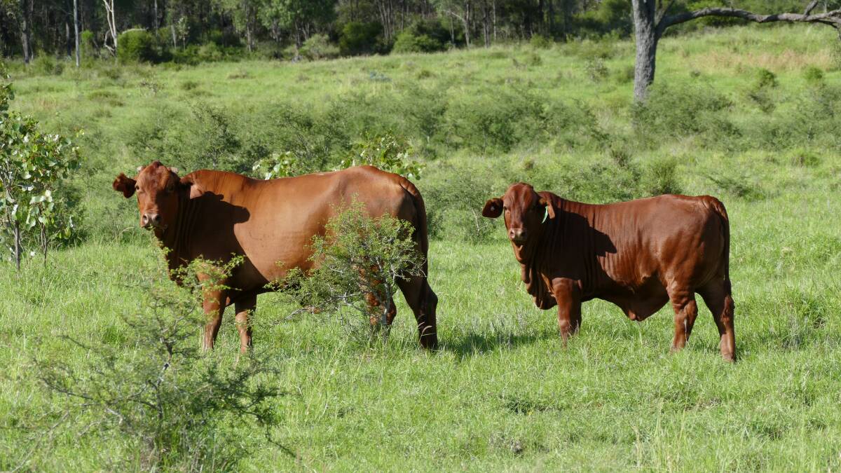 The well fenced property has 16 main paddocks and several holding enclosures. Picture - supplied