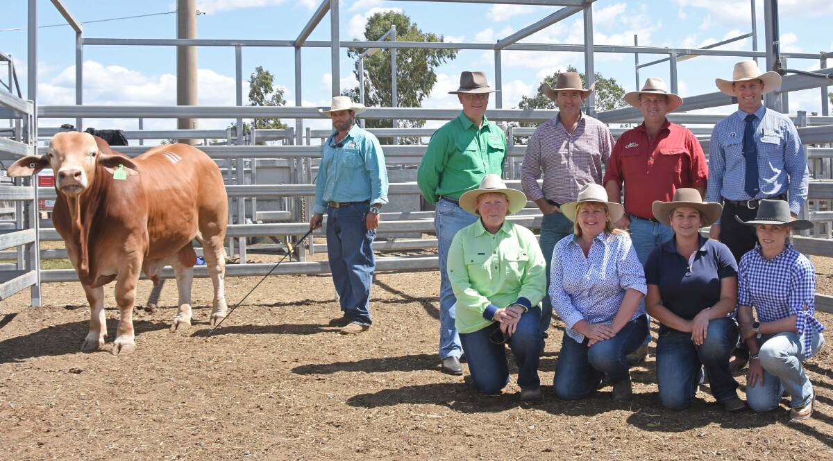 RECORD BREAKER: Rondel Whiskey, with vendor Luke Carrington, Rondel Droughtmasters, Winton, with (back row) Michael Hawkins, Nindethana Pastoral, Darren Childs, Glenlands D Droughtmasters, Paul Laycock, High Country Droughtmasters, selling agent Josh Heck, SBB/GDL, and (front row) Bronwyn Betts, Nindethana Pastoral, Lisa and Steph Laycock, High Country Droughtmasters, and Lakisha Muntelwit, Rondel Droughtmasters.
