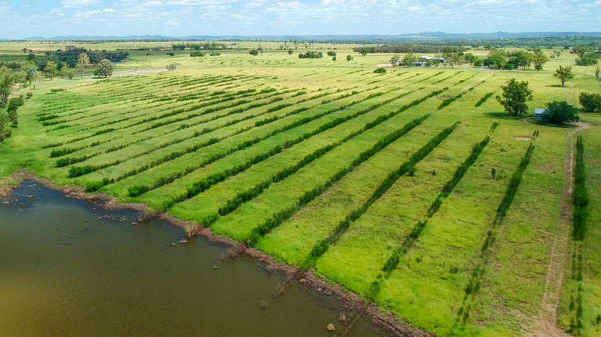 Hourn & Bishop Qld: The Woolthorpe aggregation will be auctioned in Theodore on April 23.
