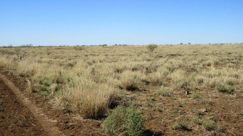 Merino Downs is described as lightly shaded, open Mitchell grass downs country.