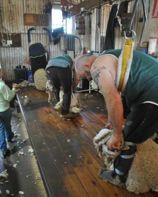 Shearing in full swing at Glenelg, Mungallala, with Zac Paige, Craig Zerk and Darryl Paige in action.