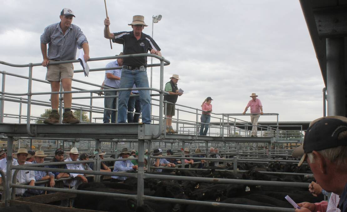 TB White and Sons principal and auctioneer, Leo White, with nephew Michael White spotting, sold at Ballarat's CVLX saleyards last week. 