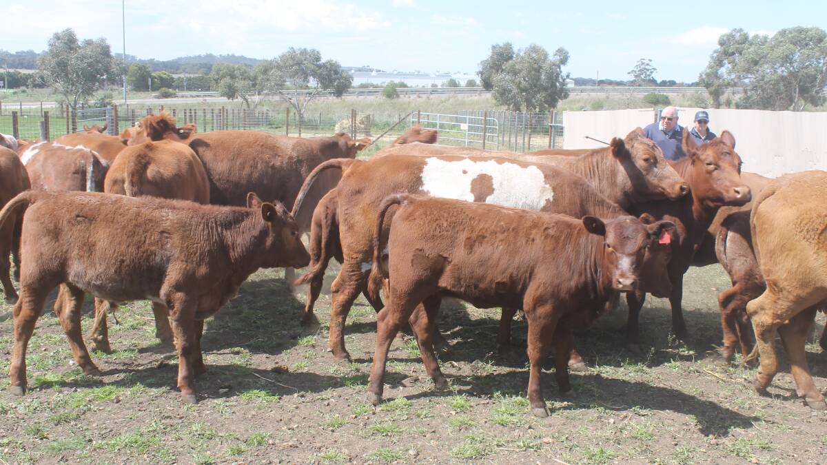 Sharp price drop stuns Kyneton cattle buyers