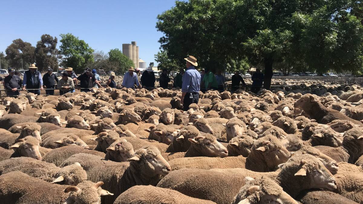 With the little bit of moisture that’s been about and the issuing of several lamb forward contracts for the December to February period has given demand a lift and generated some confidence”.
