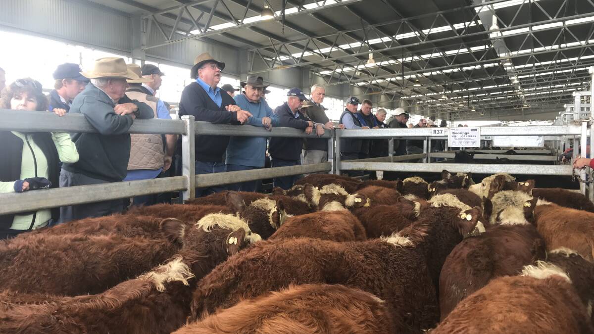 Restocker and backgrounder buyers from the Northwest coast and northern Midlands competed at the Roberts Limited fourth autumn calf sale at Powranna   