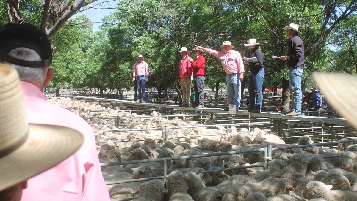 Bidding was brisk for crossbred store lambs at Deniliquin on the back of thunderstorm rains and the release of summer lamb forward contracts