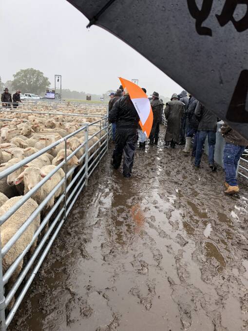 A downpour of 45 millimetres of rain before and during the 5300-head sale made conditions uncomfortably wet underfoot: Photo: Jodie Hanel, Rodwells, Edenhope