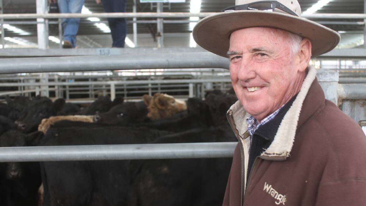 Landmark Alexandria representative Laurie Purcell oversaw the selling of the Langwell Pastoral line of Angus weaners sold in this month's Yea store cattle sale.