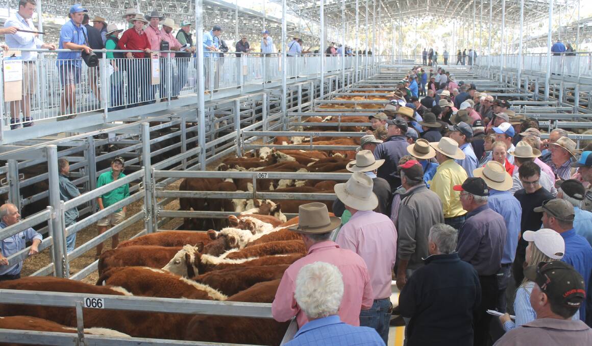Another large attendance of buyers is expected for the second WVLX store cattle being held Friday, March 9, where 2000 head has been advertised with a 10 am start time.