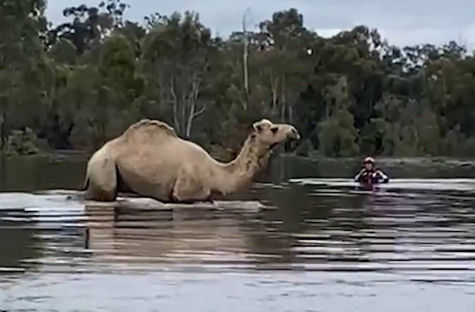Gina the domestic camel was rescued from floodwaters at Moama on the NSW/Victorian border. Pictures by Fire and Rescue NSW