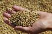Barley sales to China tighten domestic supply