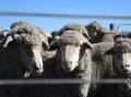 Coalition committee report says WA not mating ewes for first time in years.