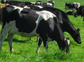 New technologies such as rumen methane management products and farm manure digester plants could cut dairy farmer emissions in half, but they're expensive. File photo