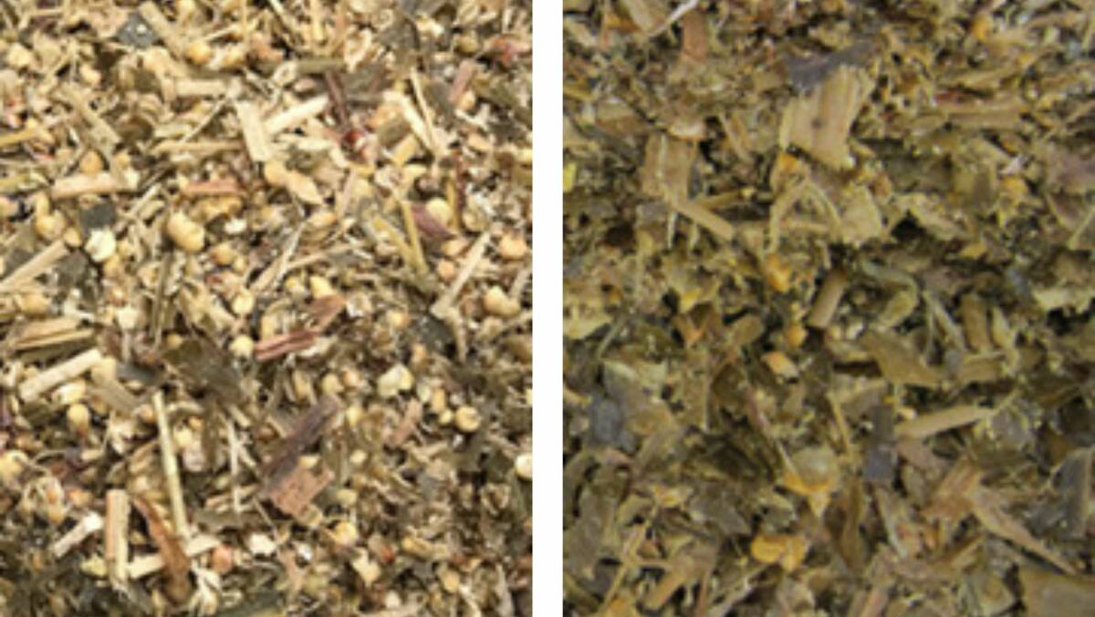 Figure 1: Pit silage structure of white sorghum (at left) and corn (at right).