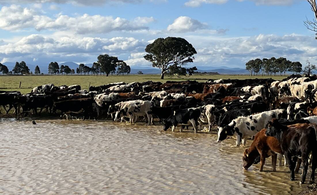 Water is limited on the Anderson family's dairy farm at Denison in Victoria's Gippsland, so they've always been conscious of not wasting it, according to Ross.