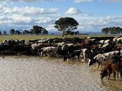 Water is limited on the Anderson family's dairy farm at Denison in Victoria's Gippsland, so they've always been conscious of not wasting it, according to Ross.