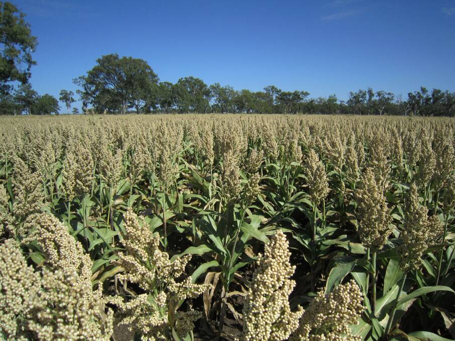 A crop of grain white sorghum grown in the Gympie region (Queensland) ready to harvest.