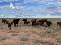 Scientific attention in the methane-reducing space is now heavily focused on grazing systems.