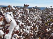The rapid growth of new cotton growing areas in northern Australia has caused the corporate regulator to become concerned about the cotton ginning business. Picture from Chris McLennan.