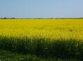 Australia could have a big canola year ahead according to the USDA. Photo by Gregor Heard.