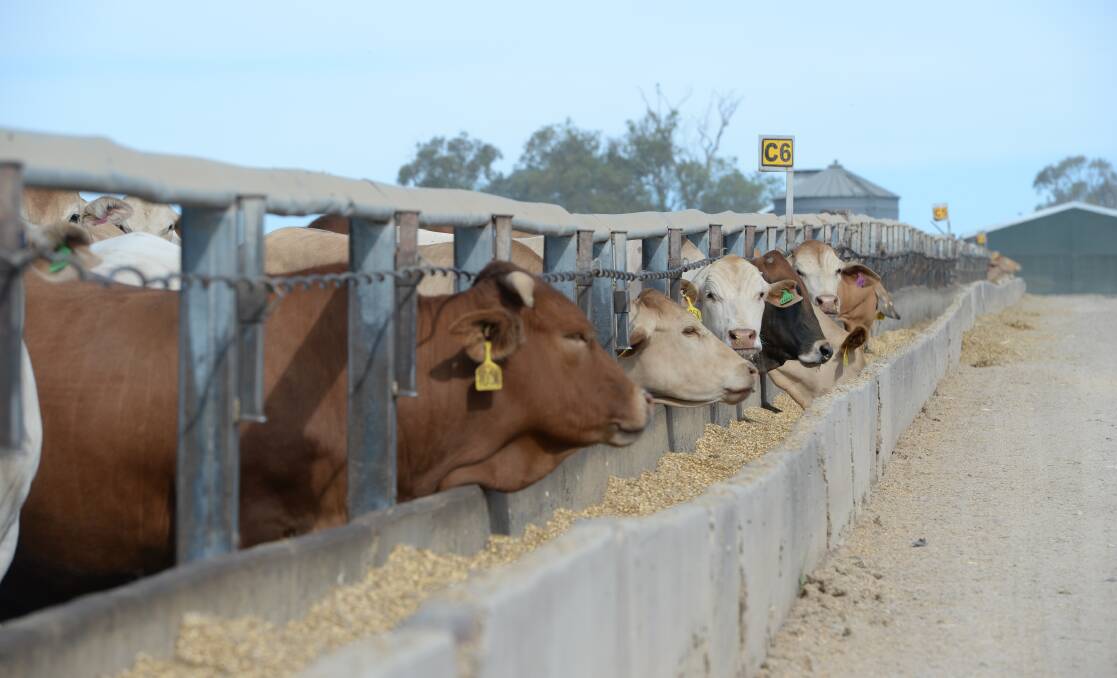 The USDA reports total cattle on feed on January 1 was 14.2m head, 2pc higher than 2023 while the number of cattle outside of feedlots was about 4 percent below a year ago. File picture