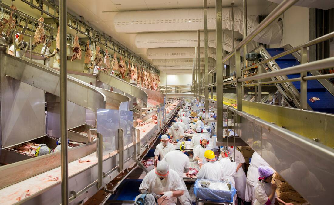 Processors have worked hard to recruit and train new people to rebuild slaughter capacity. Throughput per shift is returning to optimal levels, second shifts that were reluctantly abandoned some years ago are being reinstated and new and refurbished sites are coming into play. File picture