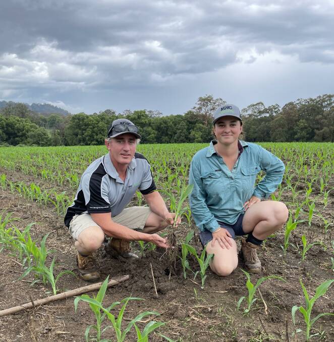 Taree-based agronomist Matt Thompson with dairy farmer Hannah Bake, Crossmaglen via Coffs Harbour, pictured on our cover, inspecting corn for Fall Army Worm.