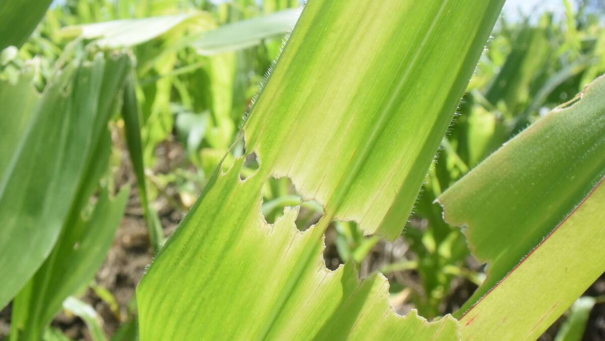 Corn leaves mown down by what looks like machine gun fire. A heavy approach with knockdown chemical at first sighting of fall armyworm can have disastrous effects.