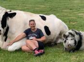 BIG BOY: Gippsland farmer Sari Williams with her ginormous steer, Bandit, on her West Creek property with sow Miss Izzy.